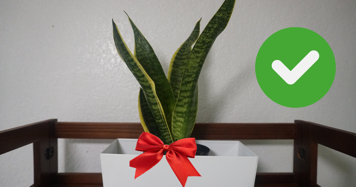 ¿Para qué sirve poner cinta roja en la planta lengua de suegra?