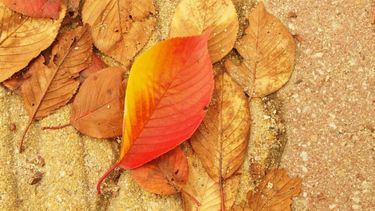 Sitio Andino | otoño