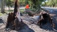 Caída de árboles en Mendoza: la compleja tarea de anticiparse al riesgo público