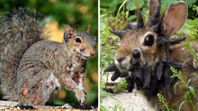 Animales “zombies” en Estados Unidos: qué son y por qué generan preocupación