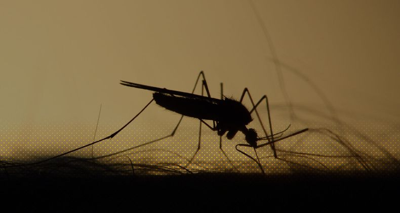 Conocé las plantas que sirven para ahuyentar a los mosquitos.