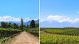 Malbec en la provincia de Mendoza: las diferencias entre Luján de Cuyo y Valle de Uco según su terruño