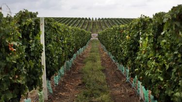 Los productores vitivinícolas temen que el estrés hídrico afecte la cosecha