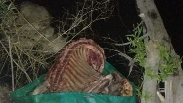 atraparon a dos cuatreros en san carlos