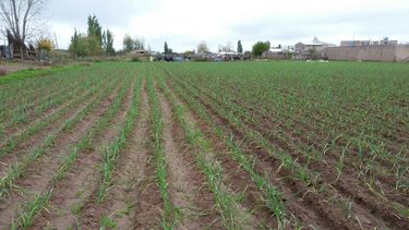 El campo en alerta: Están desapareciendo los productores, advierten