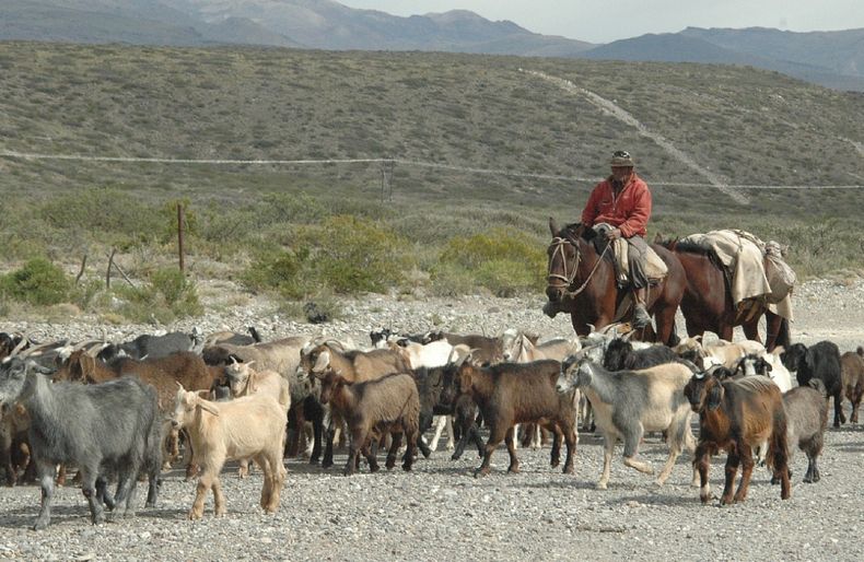 Ganaderos del Sur de Mendoza.