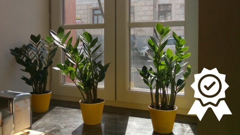 Jardinería urbana: revelan cuál es la planta “eterna” que se adapta a cualquier espacio