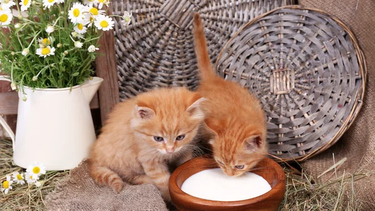 Mascota: ¿es seguro darle leche a tu gato o puede ser peligroso?