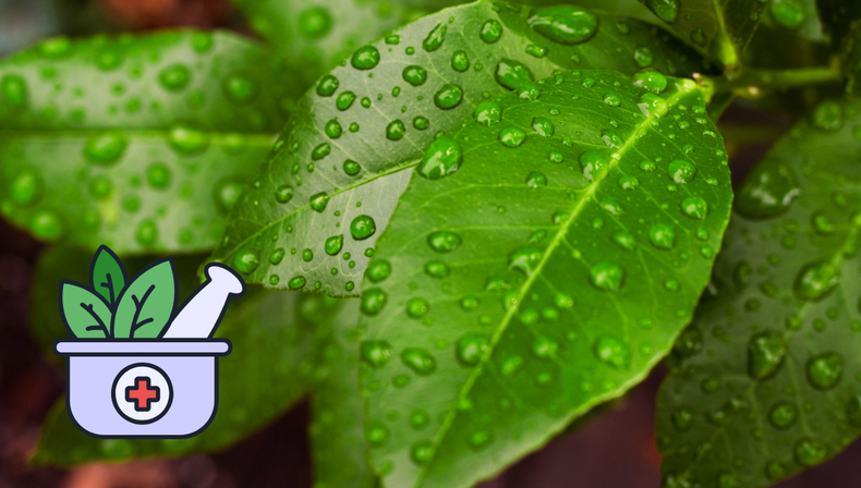Tenés esta planta en casa y no sabés lo que es capaz de hacer por tu salud