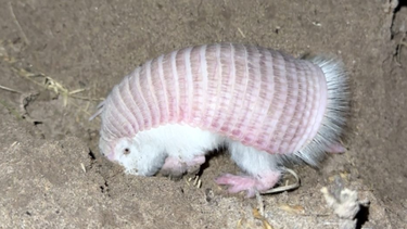 En la provincia de Mendoza, el pichiciego está declarado Monumento Natural Provincial. En la provincia de Mendoza, el pichiciego está declarado Monumento Natural Provincial.