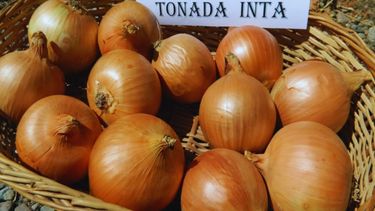 El INTA desarrolló Tonada, una cebolla adaptada a las necesidades de los productores de Mendoza