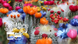 Cómo lograr que tus cactus florezcan con cuidados simples pero efectivos