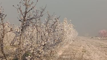 Valle de Uco: se registraron heladas fuertes y generales.