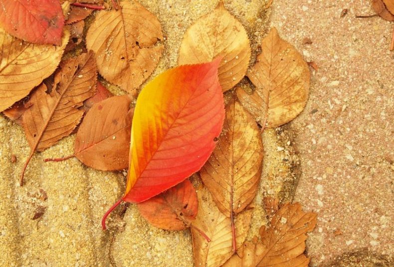 otoño