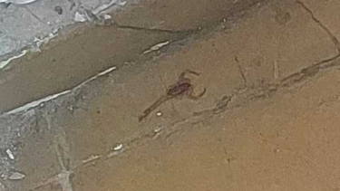 Guaymallén: encontraron un alacrán en la escuela Provincia de Córdoba.