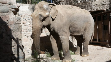 comienza la adaptacion del elefante tamy en el ecoparque