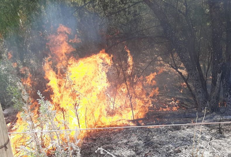 Zonda: un incendio destruyó unl cultivo de ciruela en San Rafael.