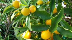Cómo cuidar el árbol de limón en primavera para un jardín lleno de limones