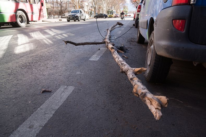 Viento Zonda, invierno, hojas, tierra, alergias, ramas caídas, cables cortados