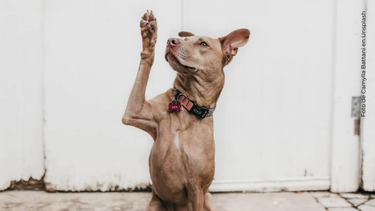 Mascota: consejos para enseñarle trucos a tu perro