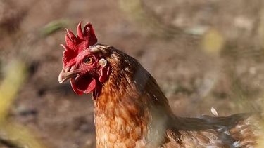 Primera muerte humana por gripe aviar H5N2&nbsp;