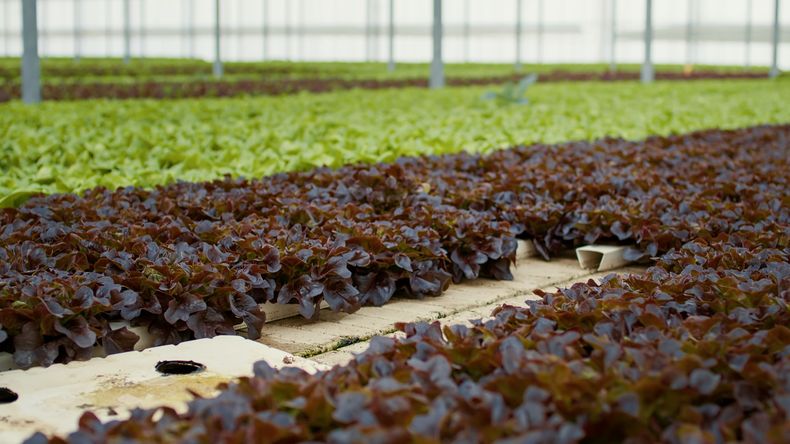 Las raíces reciben una solución de agua con sales minerales.
