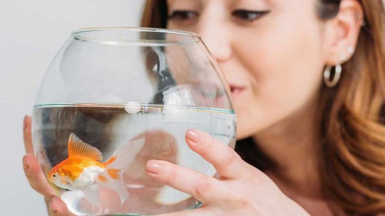 Qué dice la psicología sobre las personas que eligen tener peces como mascotas