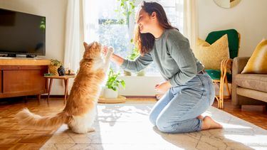 gato: una mascota a cuidar mucho