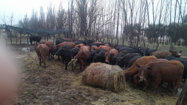 Secuestros de más de 80 vacas en General Alvear