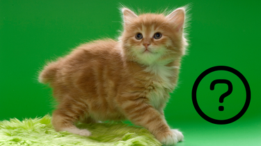 Sitio Andino | kurilian bobtail, gato, mascota.png