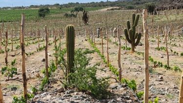 Vino Argentino: su nueva geografía de Ushuaia a La Quiaca Vino Argentino: su nueva geografía de Ushuaia a La Quiaca