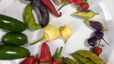 Los ajíes de San Carlos, un plato gourmet de alcance internacional