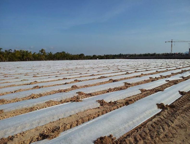 Las mantas térmicas conservan el calor del suelo contra las heladas