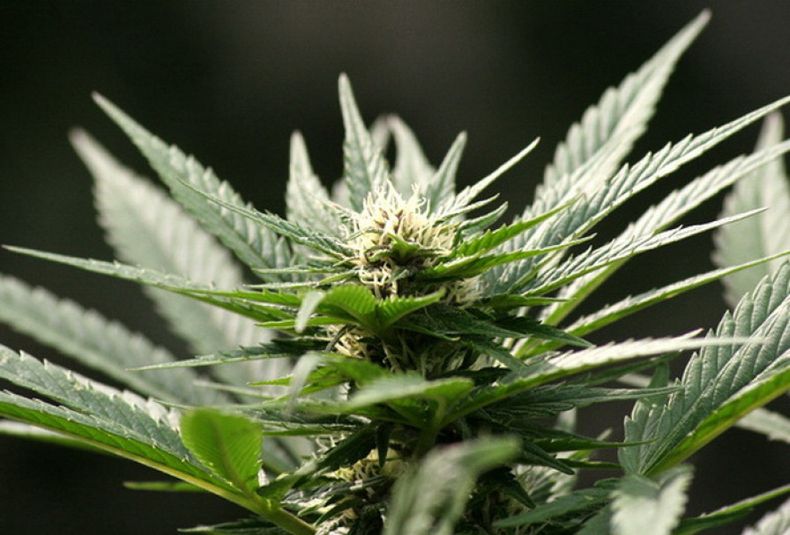 Marihuana resize