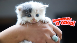 Cómo prepararte para adoptar un gato como tu primera mascota