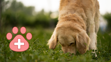 Ni por falta de nutrientes ni por aburrimiento extremo: por qué tu perro come heces y cómo solucionarlo
