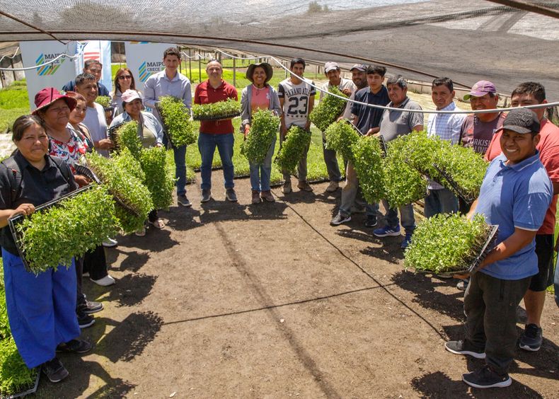 La entrega de plantines beneficia a más de 80 familias.
