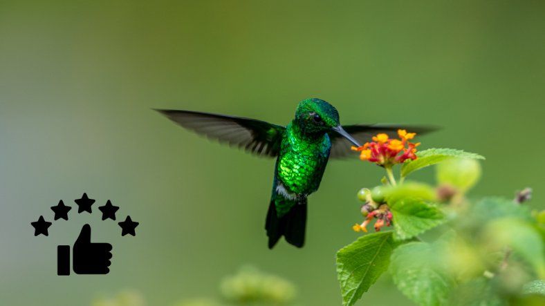 Advierten que estos arbustos son un imán para colibríes y transforman cualquier jardín