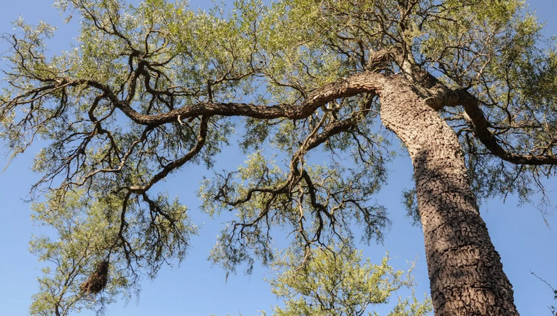 El árbol de algarrobo, la mejor madera para hacer leña duradera