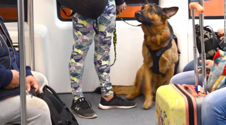 perros guías, perro guía, perro de asistencia.jpg