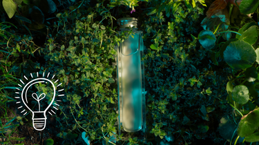 Sitio Andino | botella de agua entre las plantas, jardinería