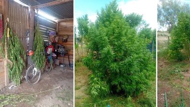 Algunos de los plantines secuestrados en el Sur.