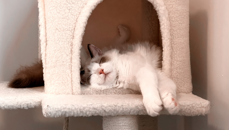 Ofrecerle un espacio de juego a tu gato refuerza su sentido de pertenencia en el hogar