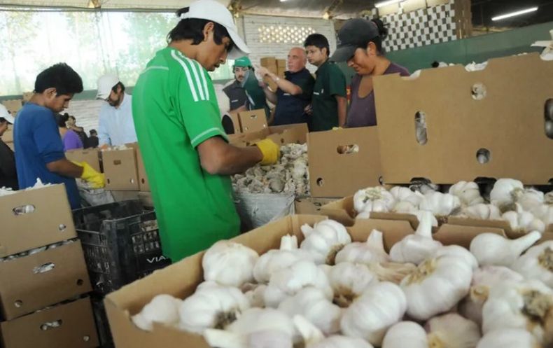 Preocupación por la falta de acuerdo con empacadores de ajo