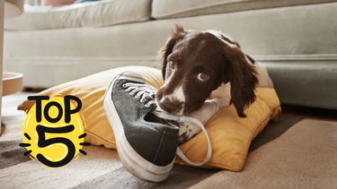 Sitio Andino | top 5 de perros con peor conducta, mascota