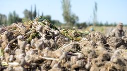 Incertidumbre en el Valle de Uco: productores mendocinos en alerta por el ajo barato de China