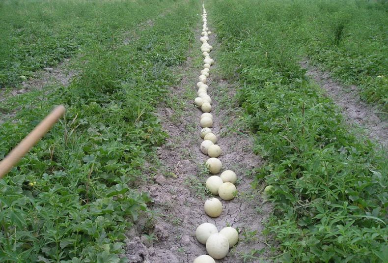 Lavalle quiere que su melón tenga nombre propio y valor agregado. 