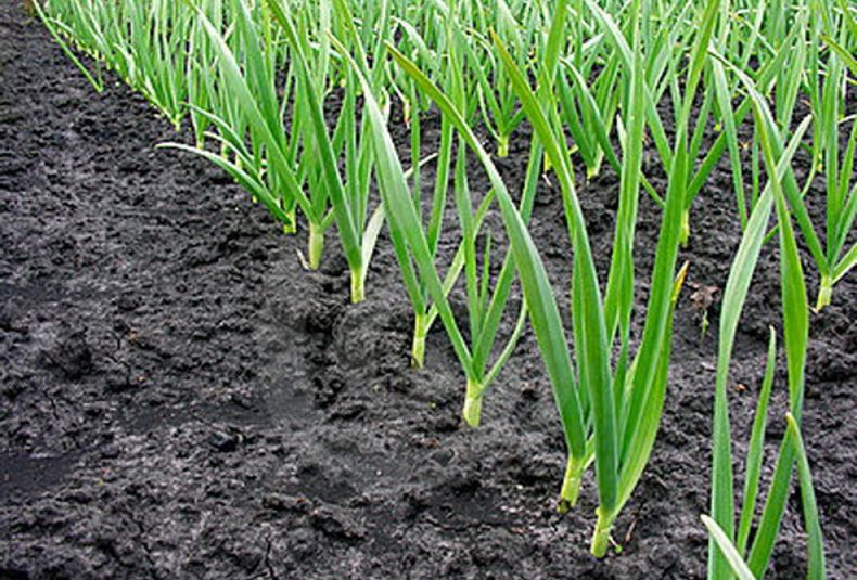 Plantacion ajo