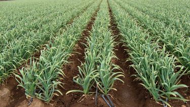 La cosecha de ajo arranca con trabajadores mendocinos, que representan 40%  del total