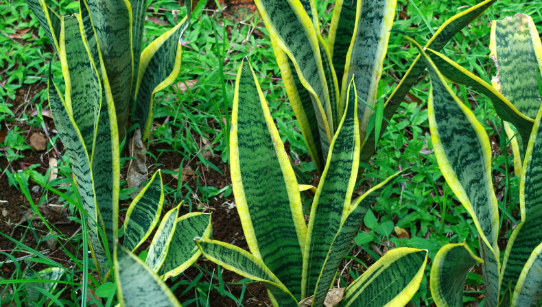 C&oacute;mo y cu&aacute;ndo podar la lengua de suegra, una planta resistente que puede crecer a&uacute;n m&aacute;s